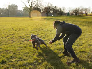 dressage de chien