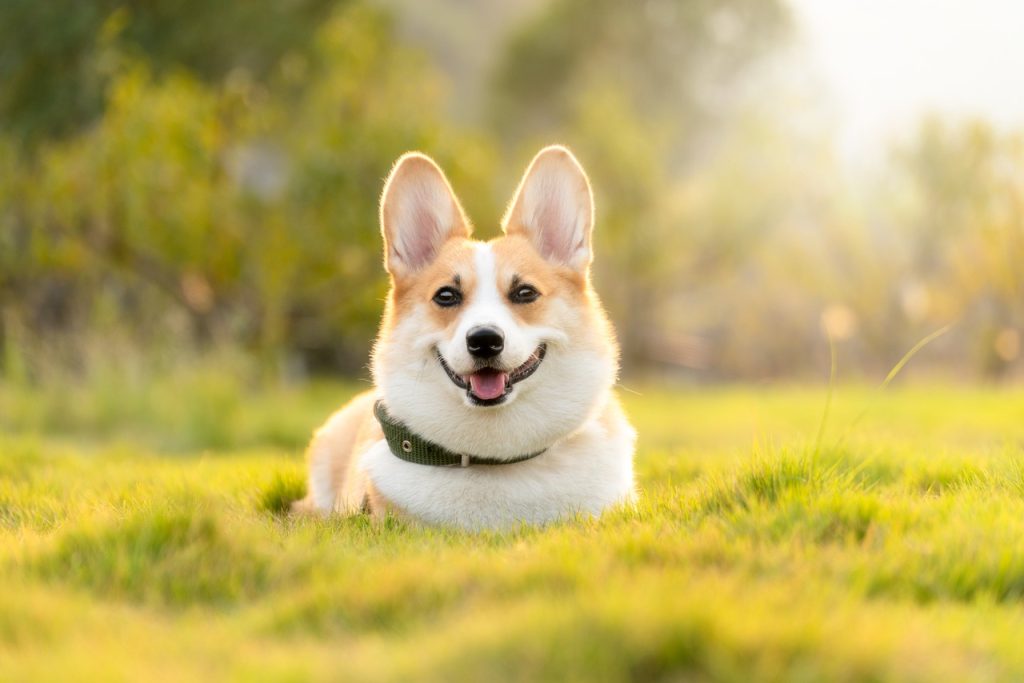 Chien
