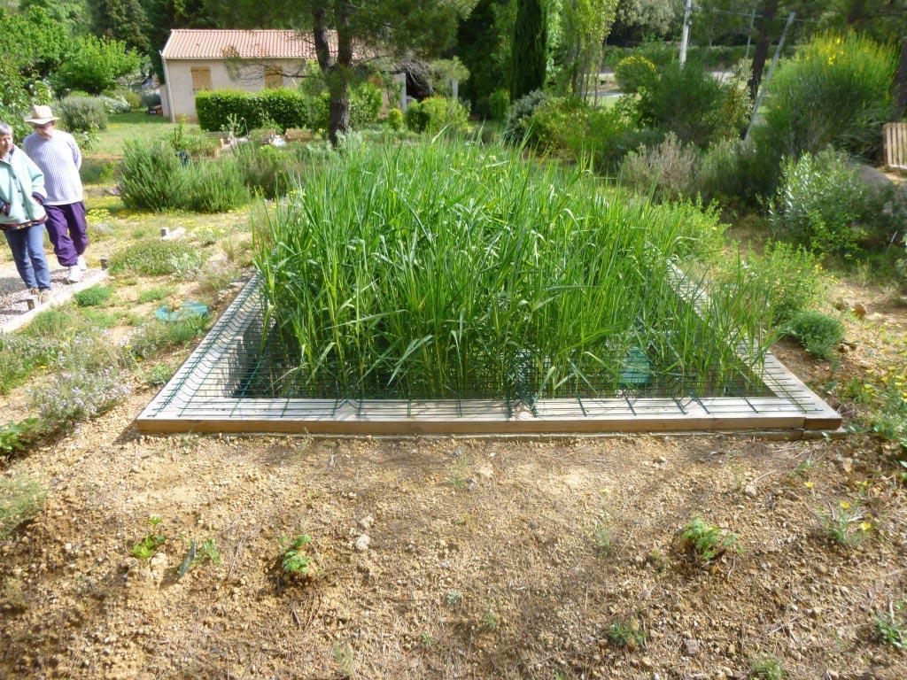 assainissement par les plantes
