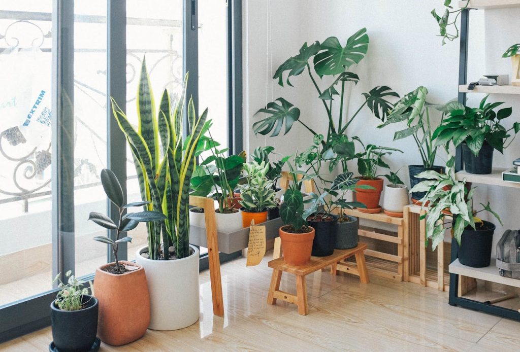 plante dépolluante